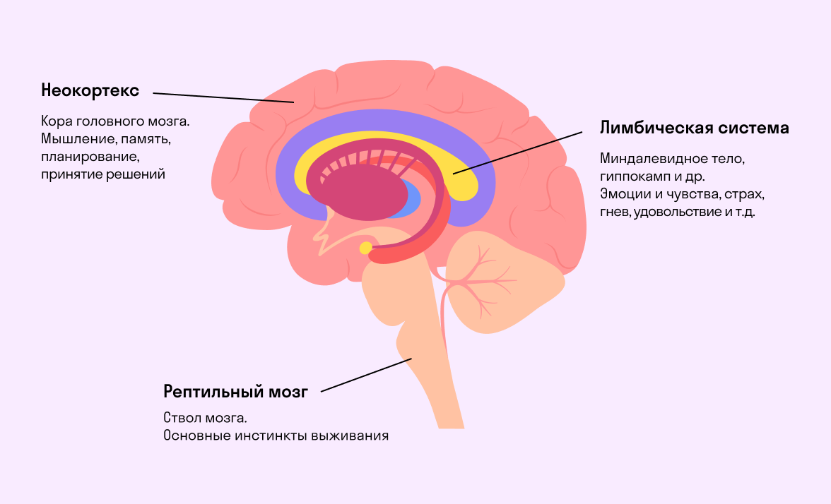 Лимбическая система головного мозга строение. Строение лимбической системы головного мозга схема. 11. Головной мозг лимбическая система. Неокортекс это простыми словами