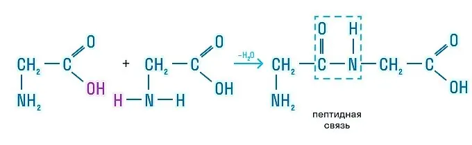 Образование пептидной связи аминокислотами