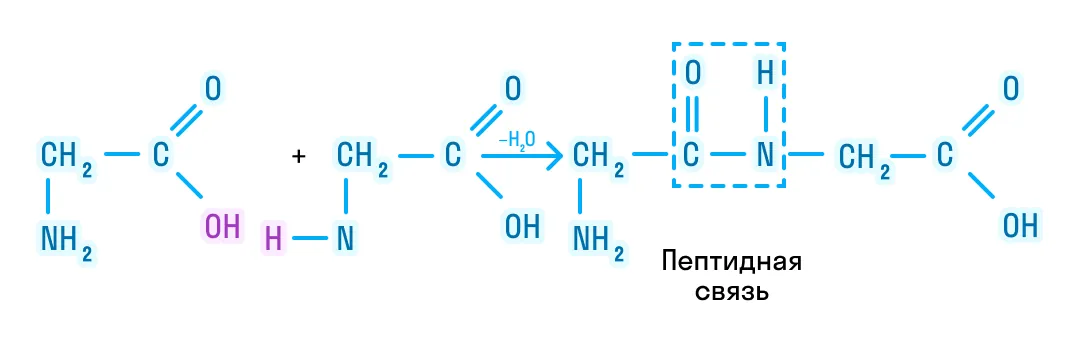 Образование пептида