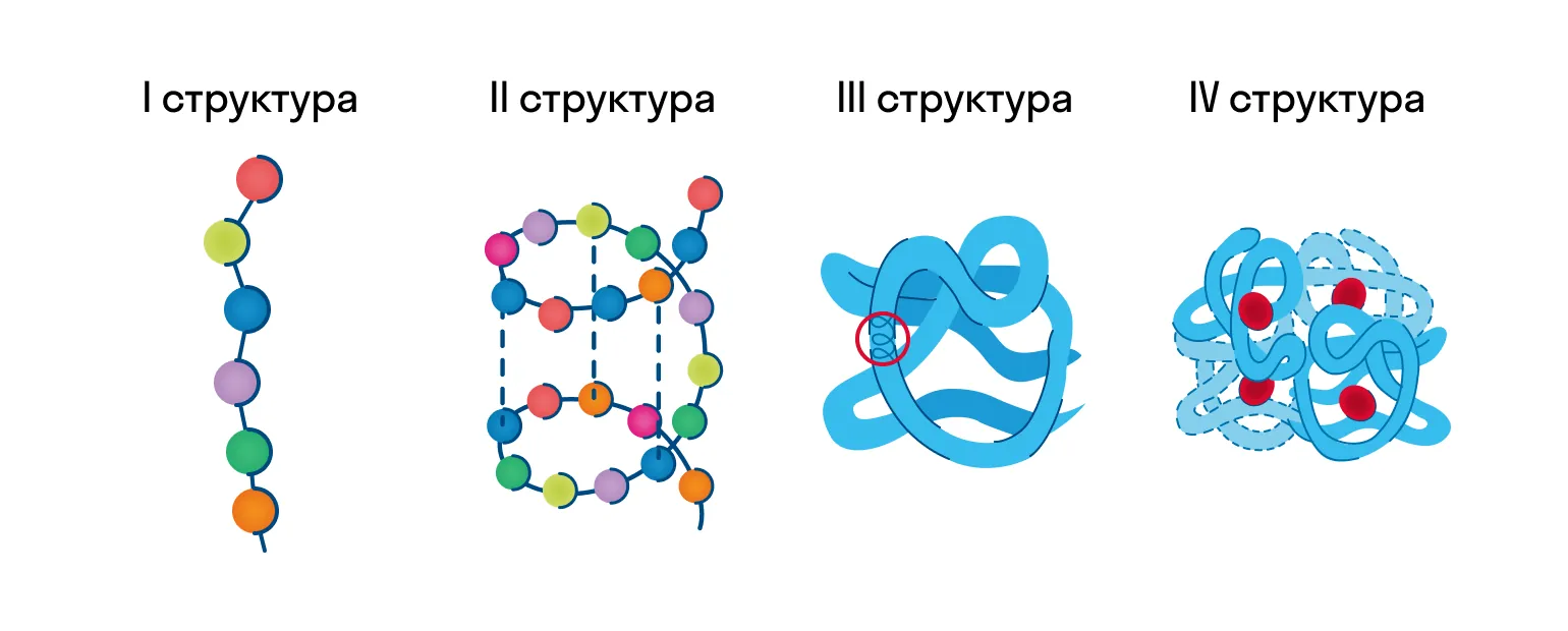 Структуры белка