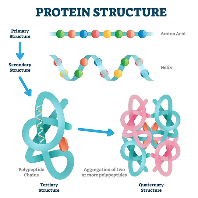 Виды структур белка