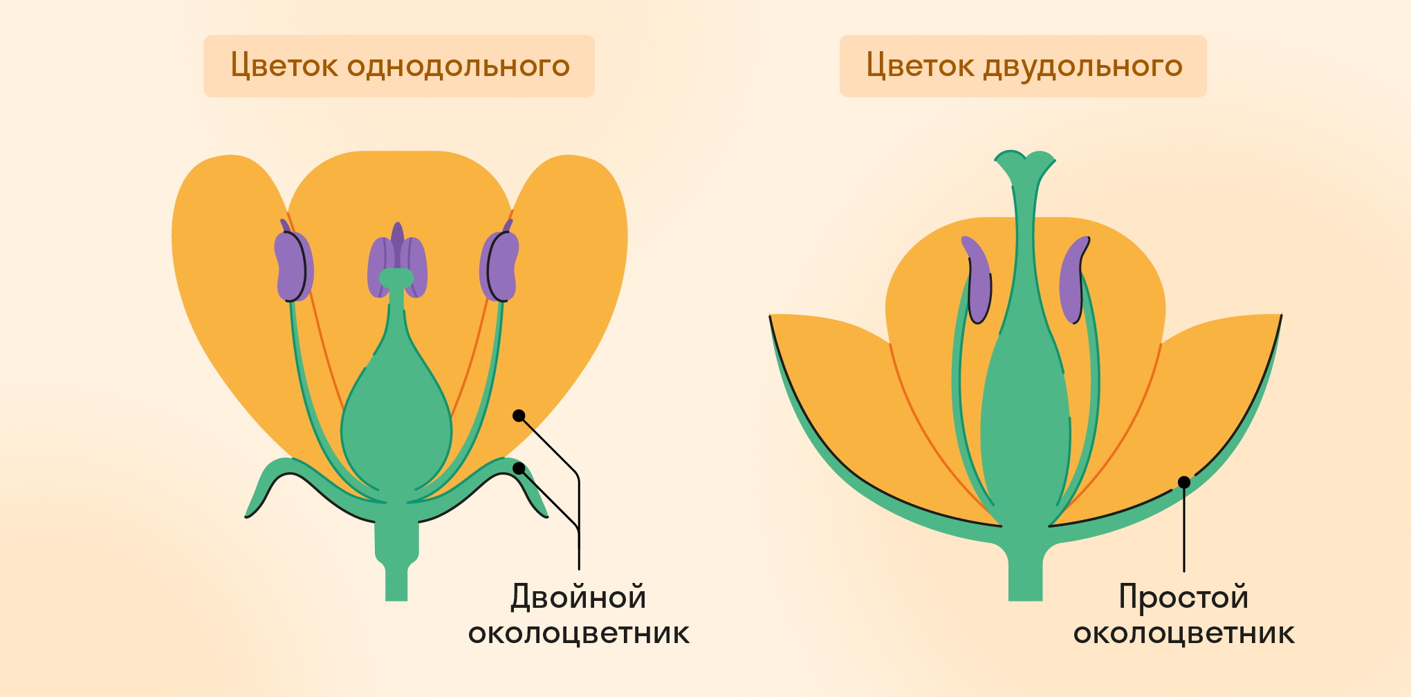 Околоцветник однодольного и двудольного растений