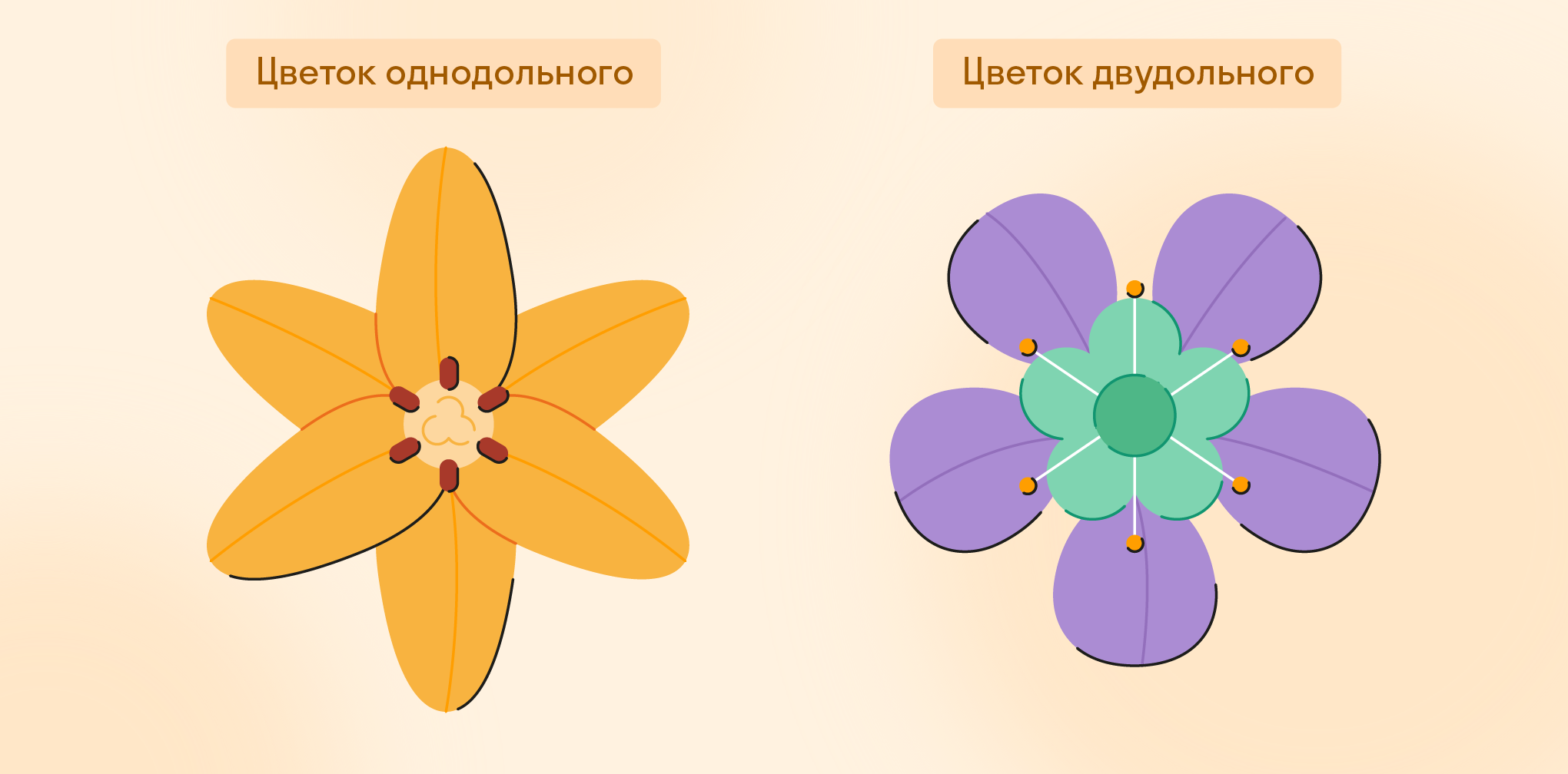 Цветок однодольного и двудольного растений