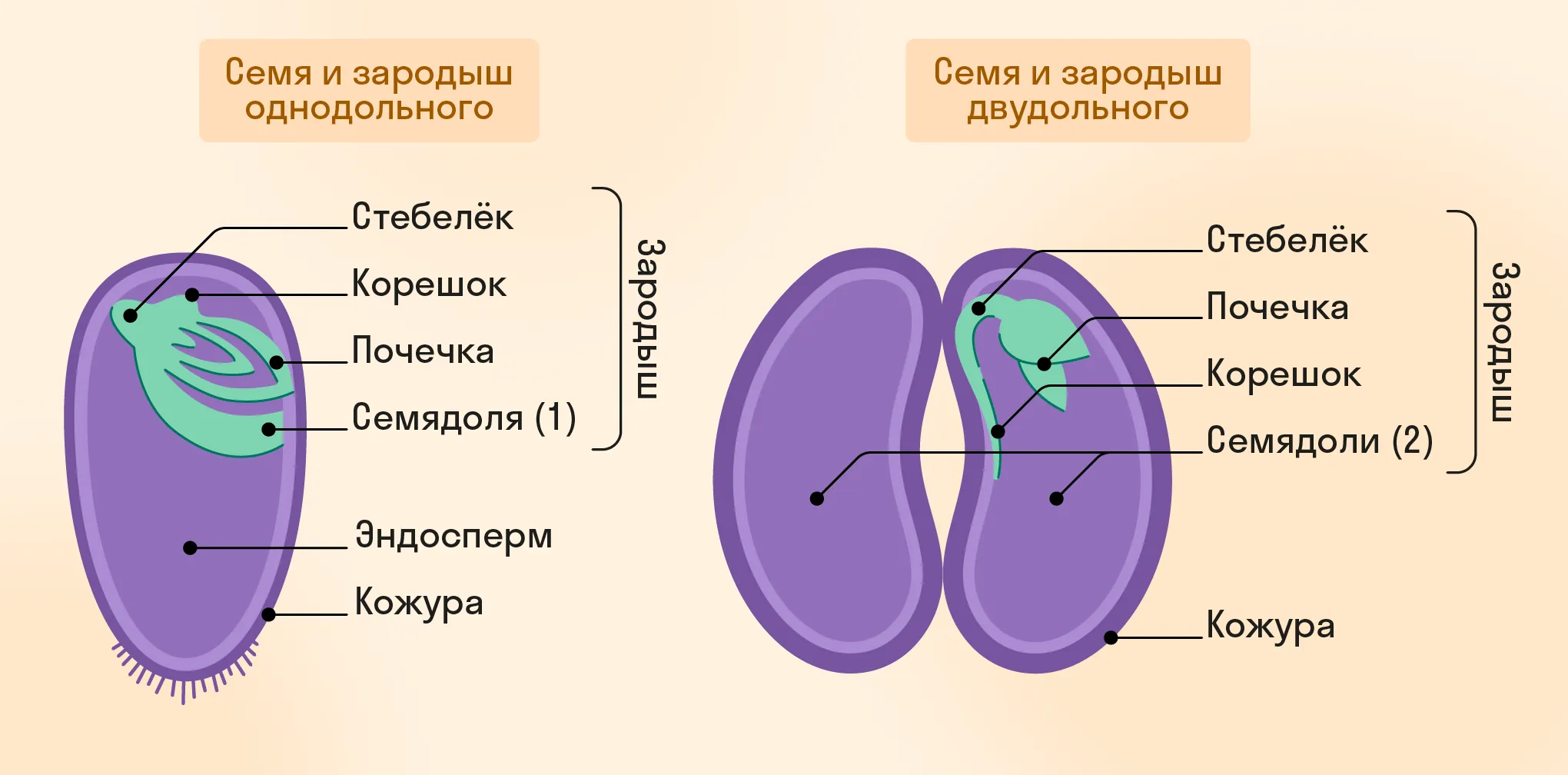 Семя и зародыш однодольного и двудольного растений