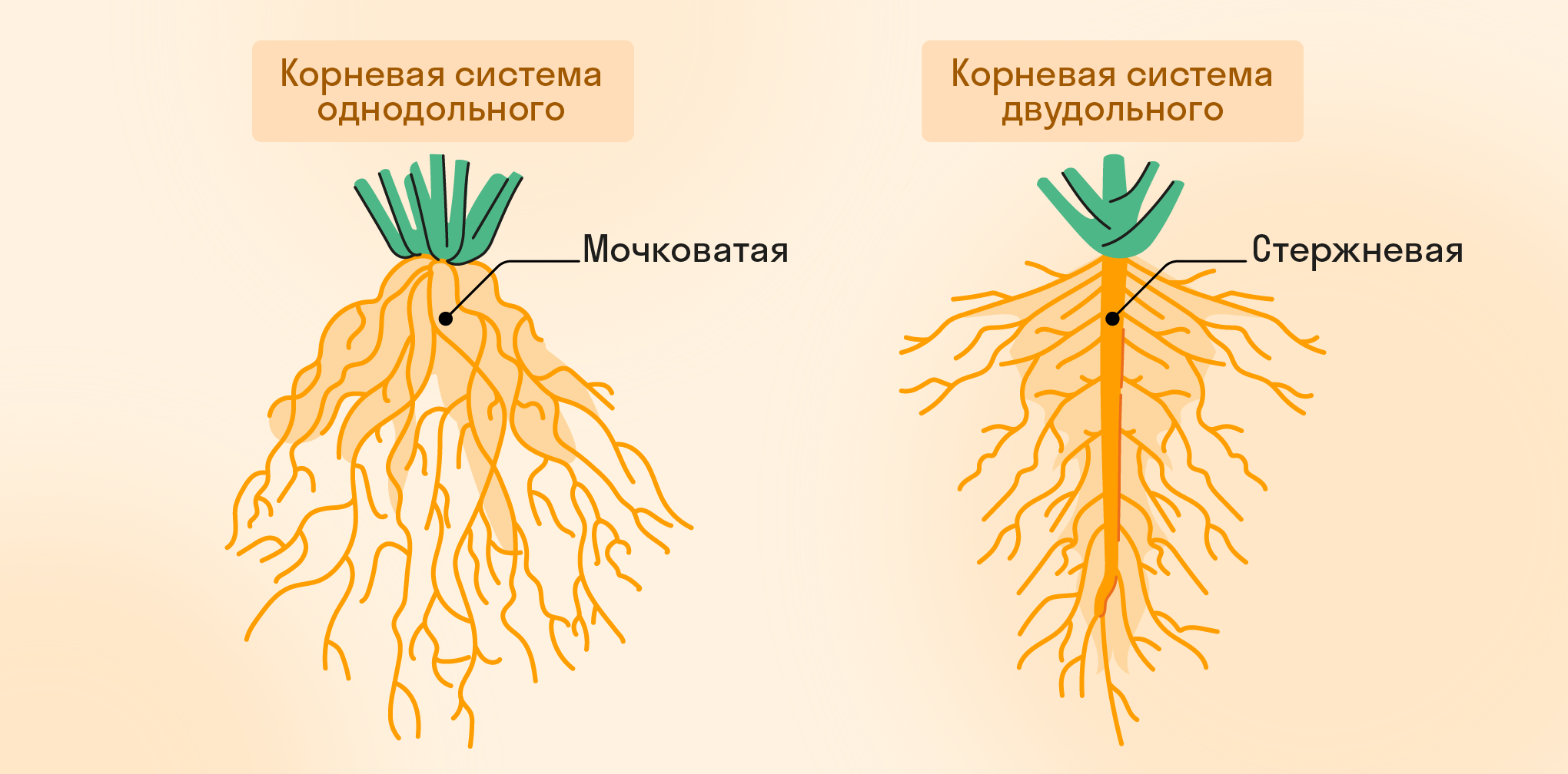 Корневая система однодольного и двудольного растений
