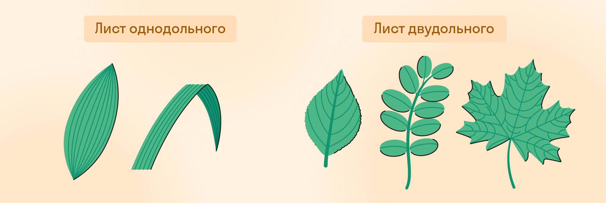 Листья однодольного и двудольного растений