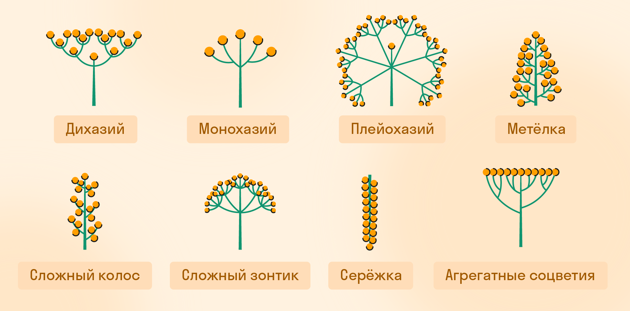 Типы сложных соцветий