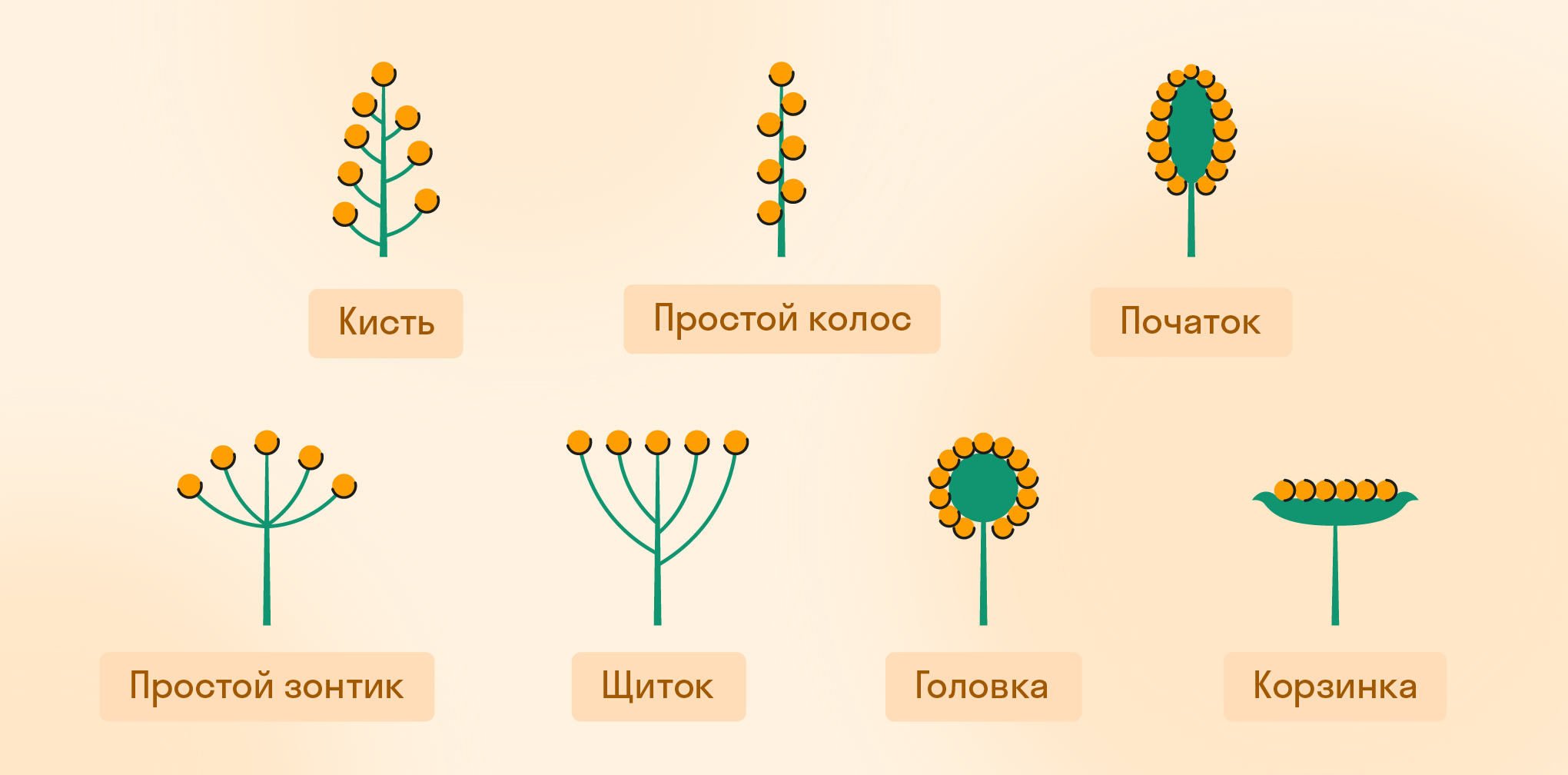 Типы простых соцветий