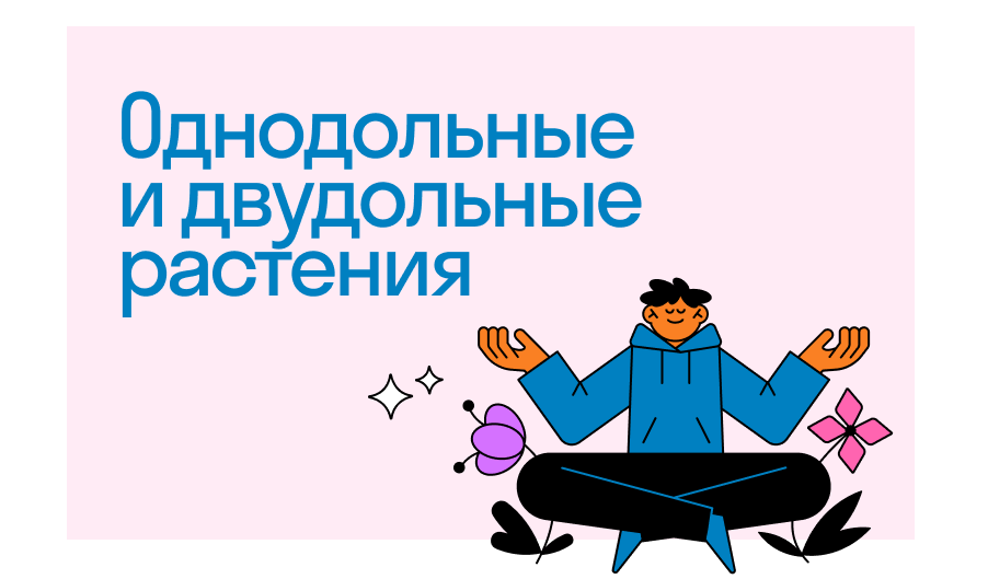 Классы однодольные и двудольные: признаки и различия