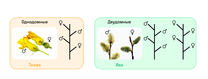 Однодомные и двудомные растения