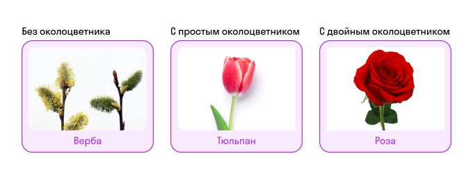 Цветки без околоцветника, с простым и двойным околоцветником