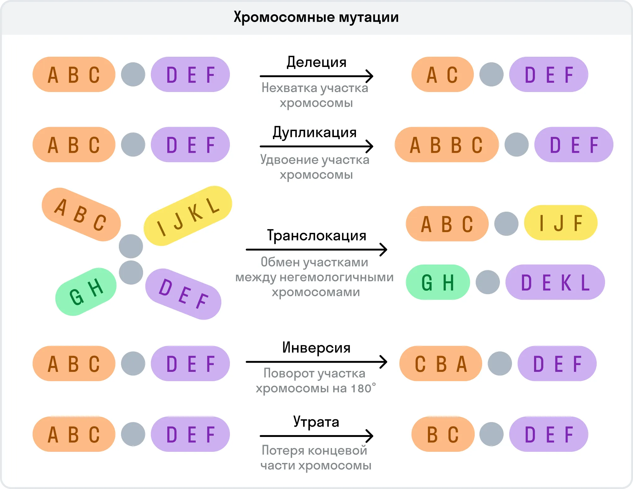 Хромосомные мутации