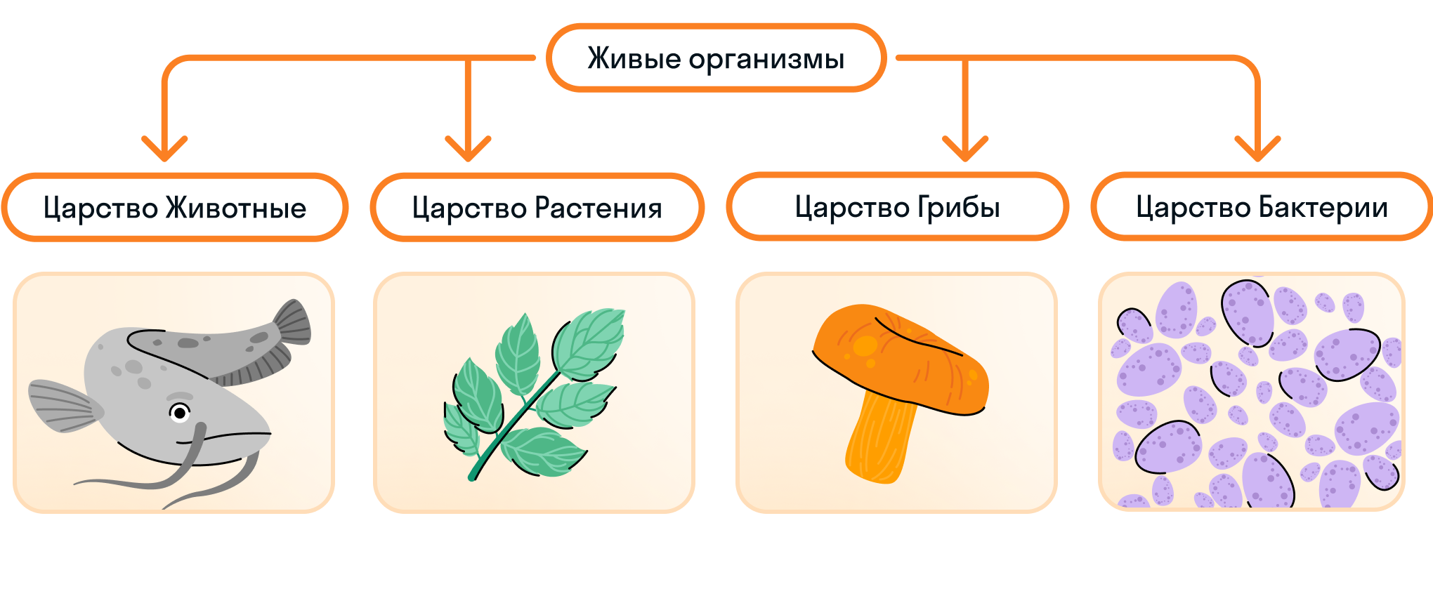 Царства живых организмов