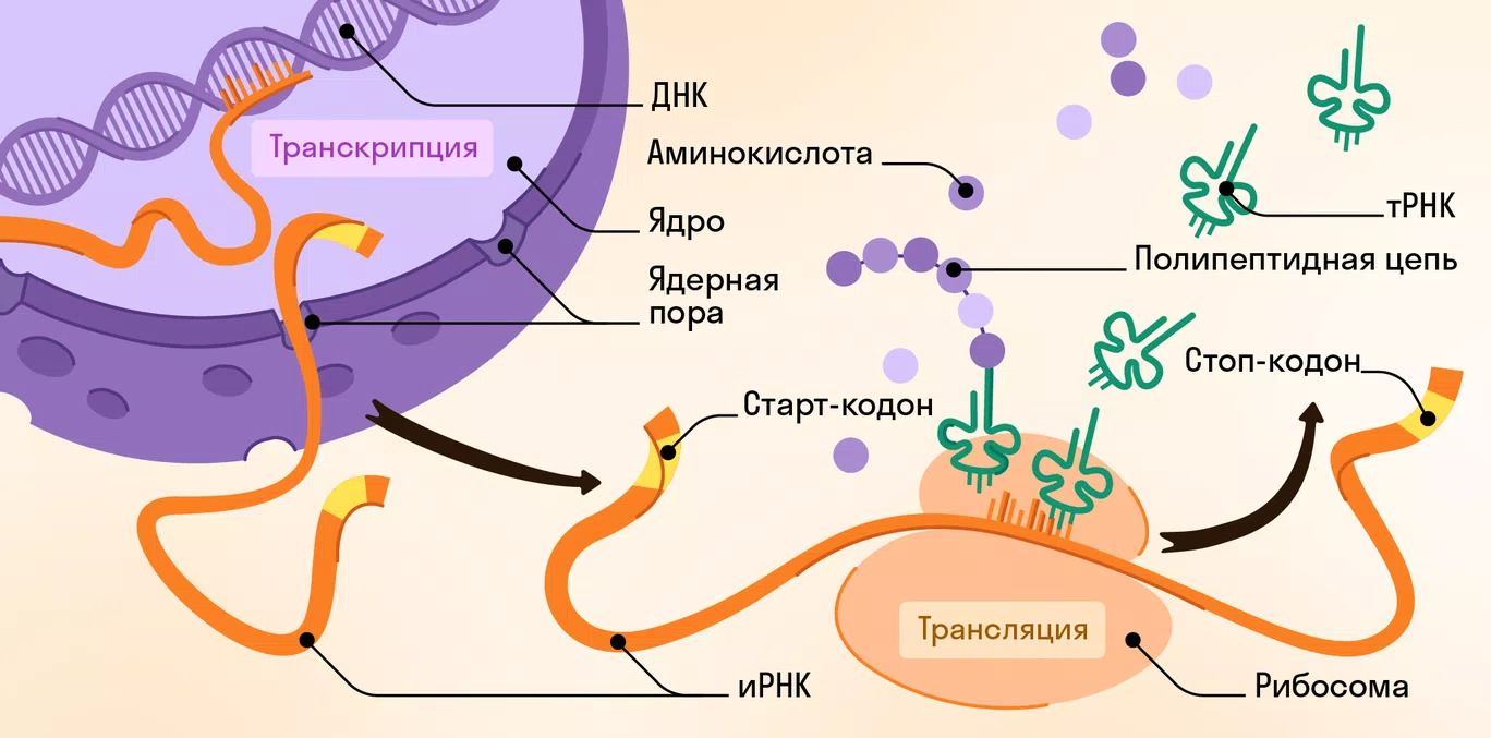 Реализация наследственной информации