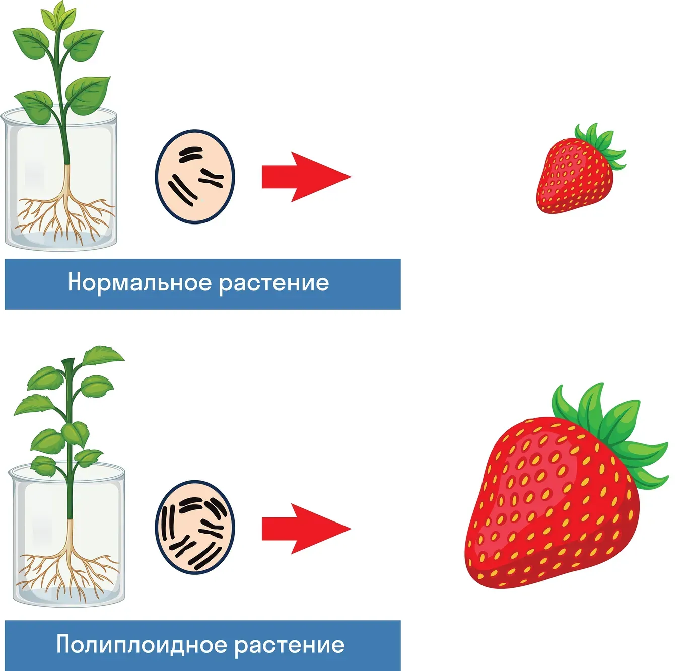 Пример полиплоидии