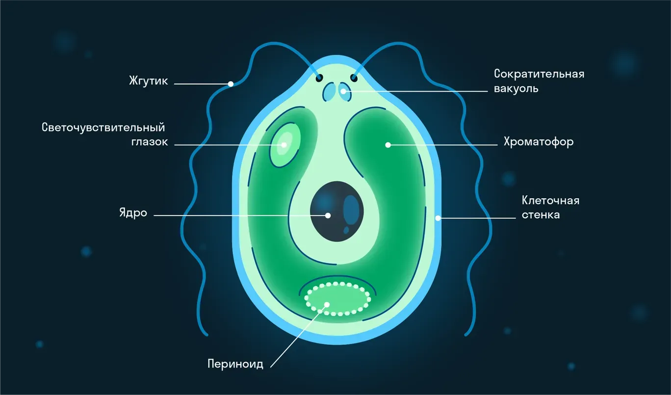 Хламидомонада