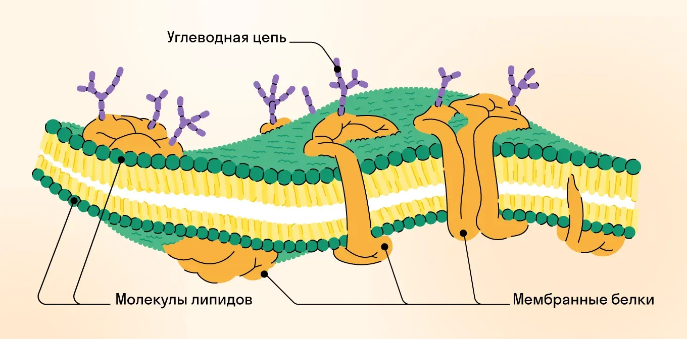 Клеточная мембрана