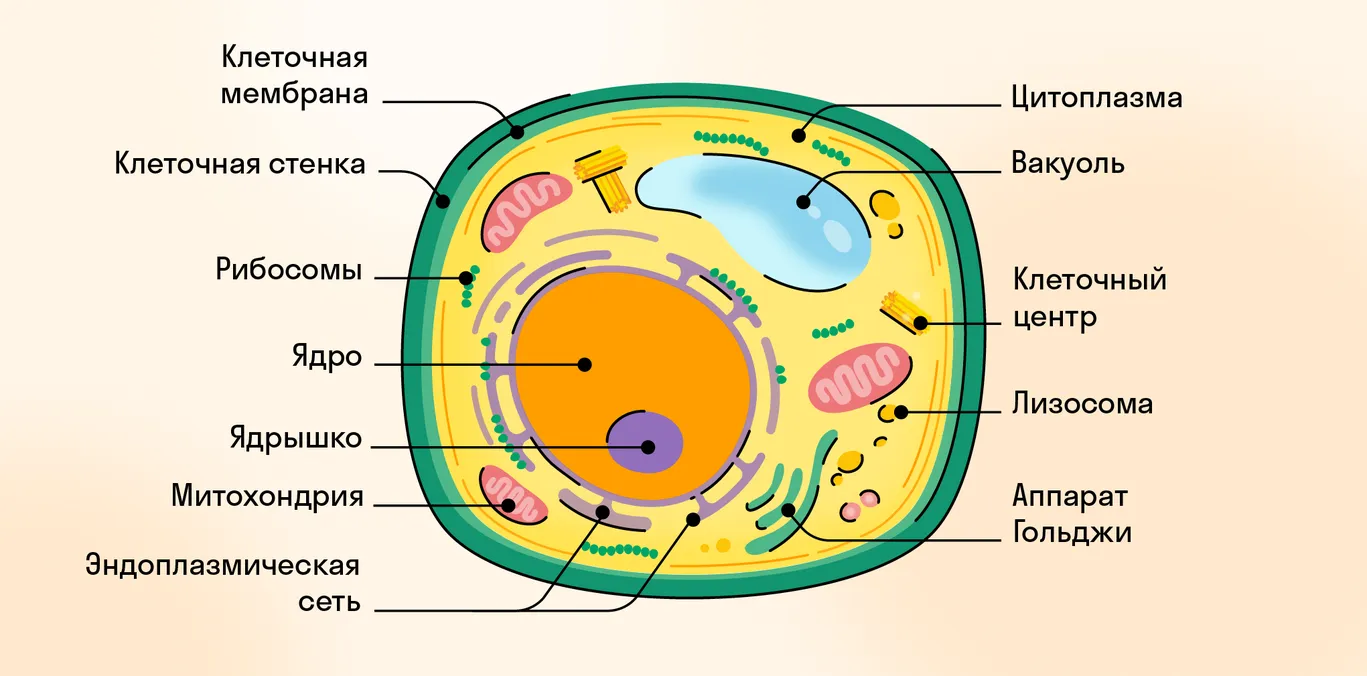 Органоиды клетки