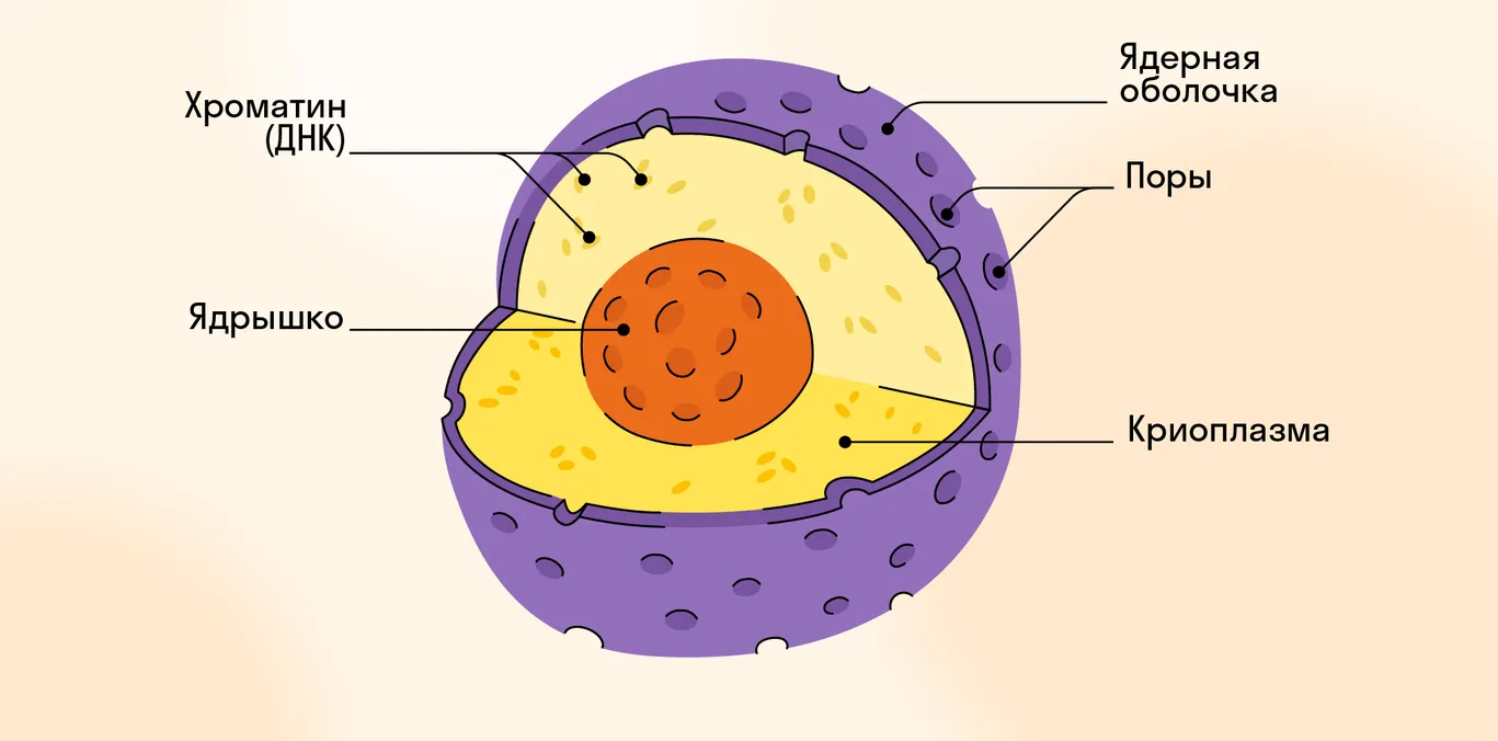 Клеточное ядро