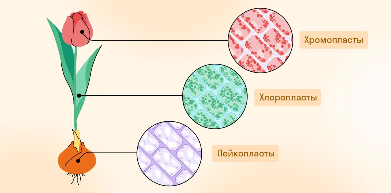 Виды пластид