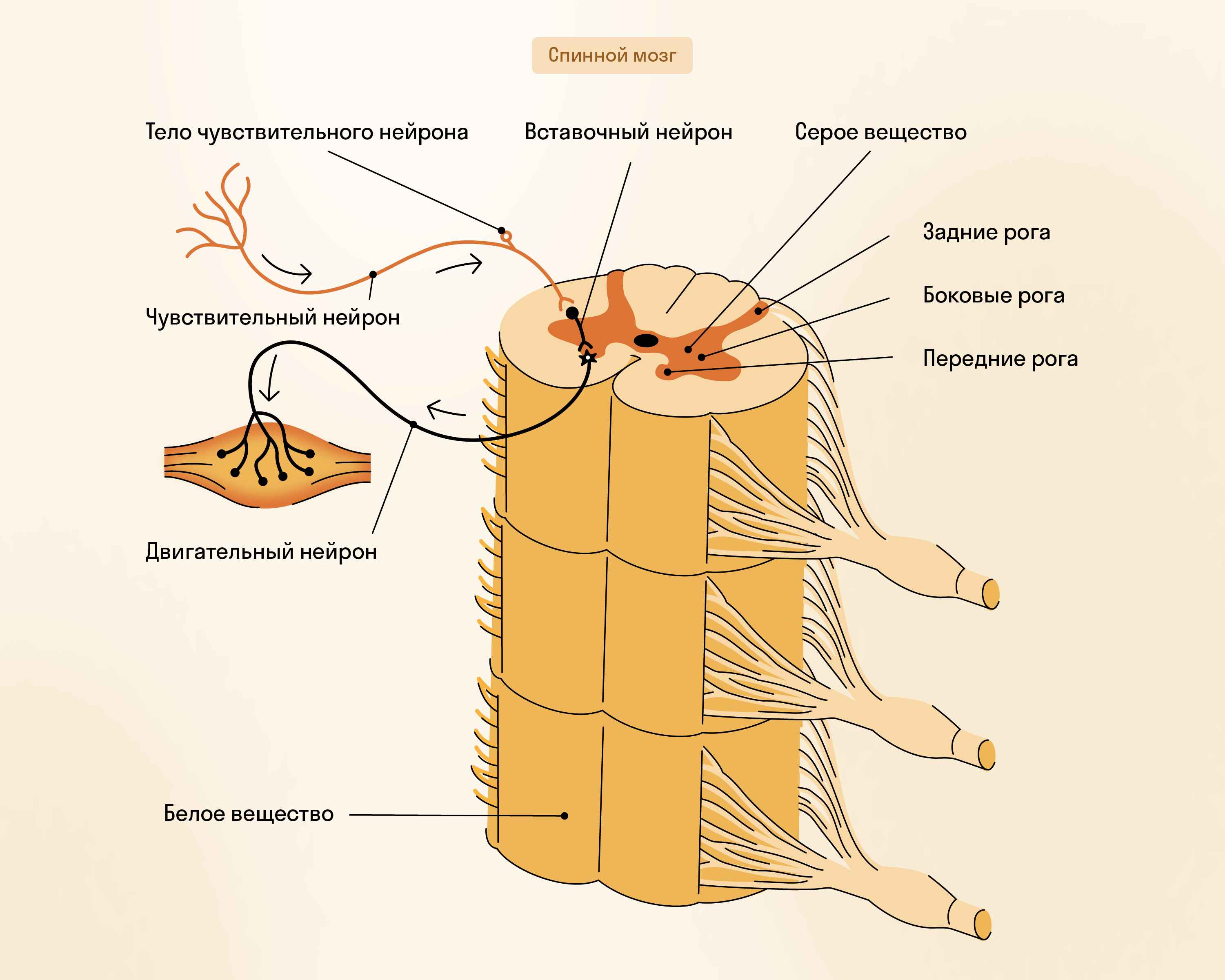 Как устроен спинной мозг
