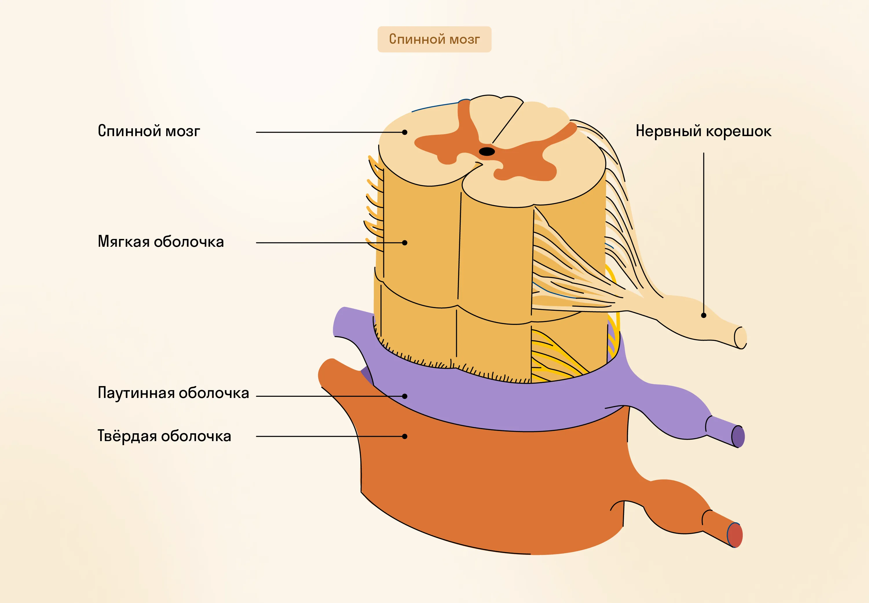 Строение спинного мозга