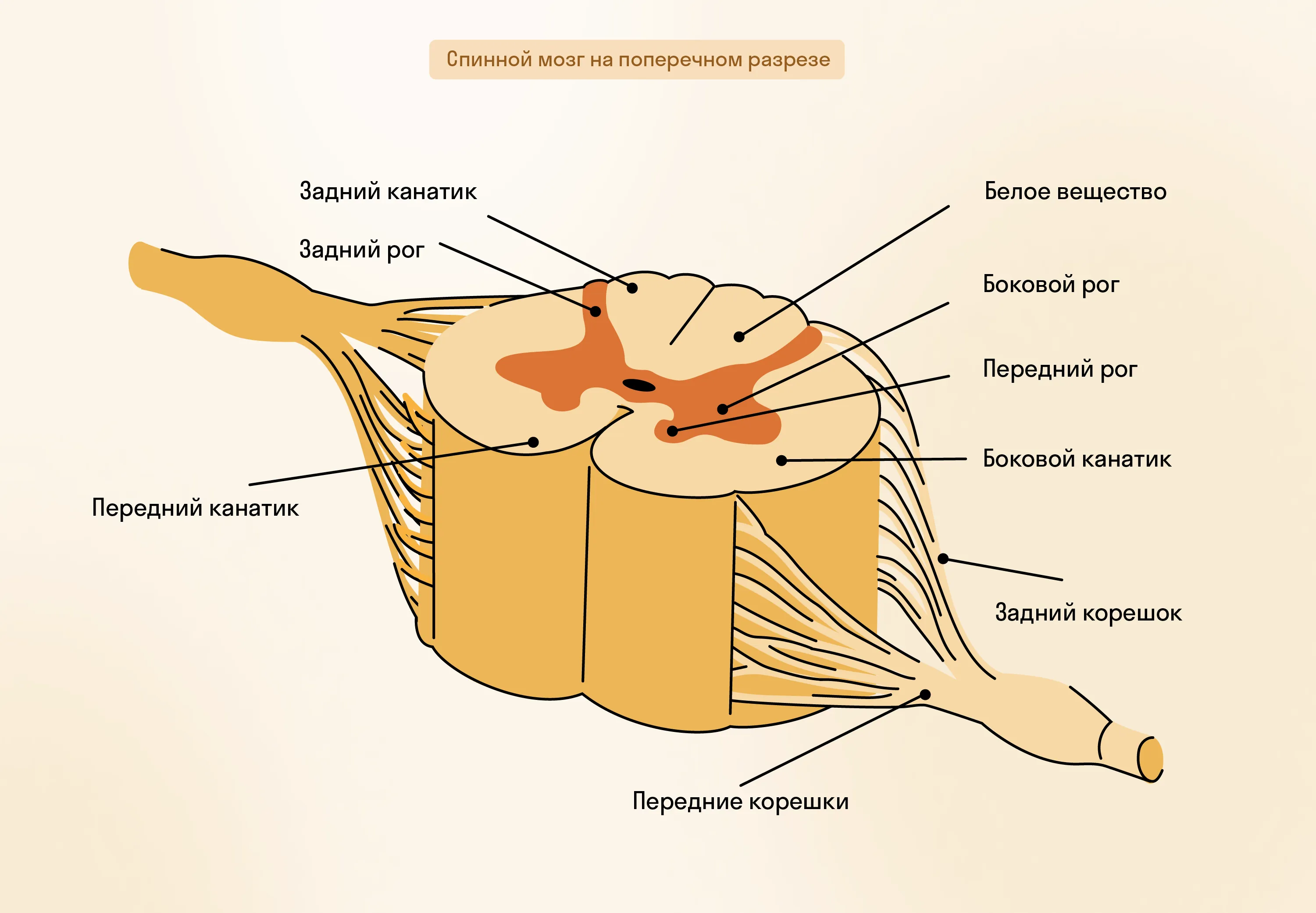 Спинной мозг на поперечном разрезе