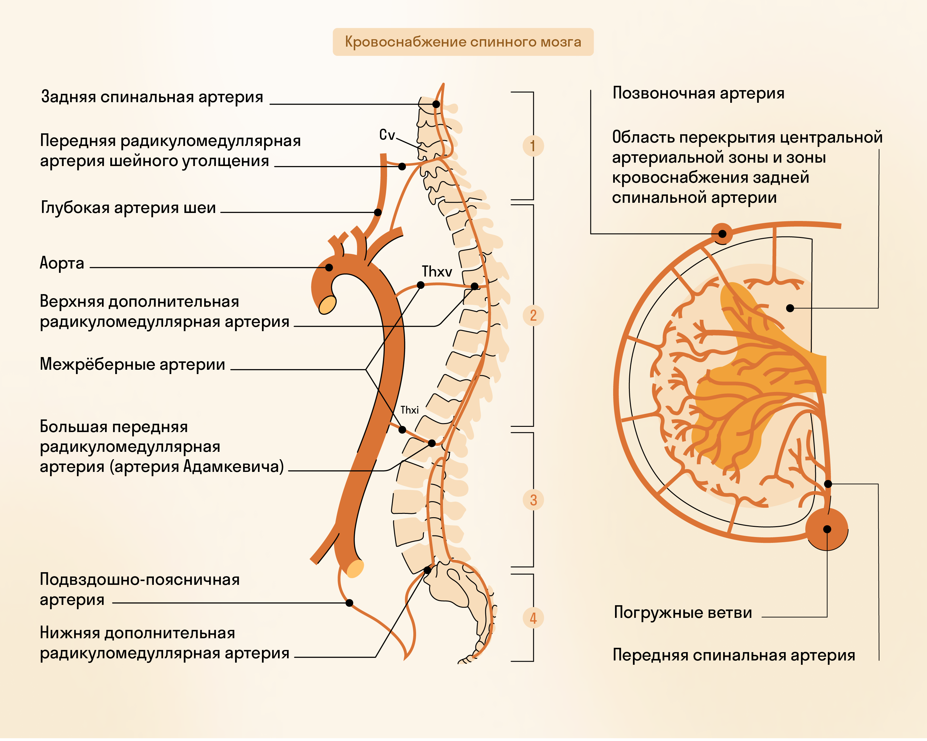 Кровоснабжение спинного мозга