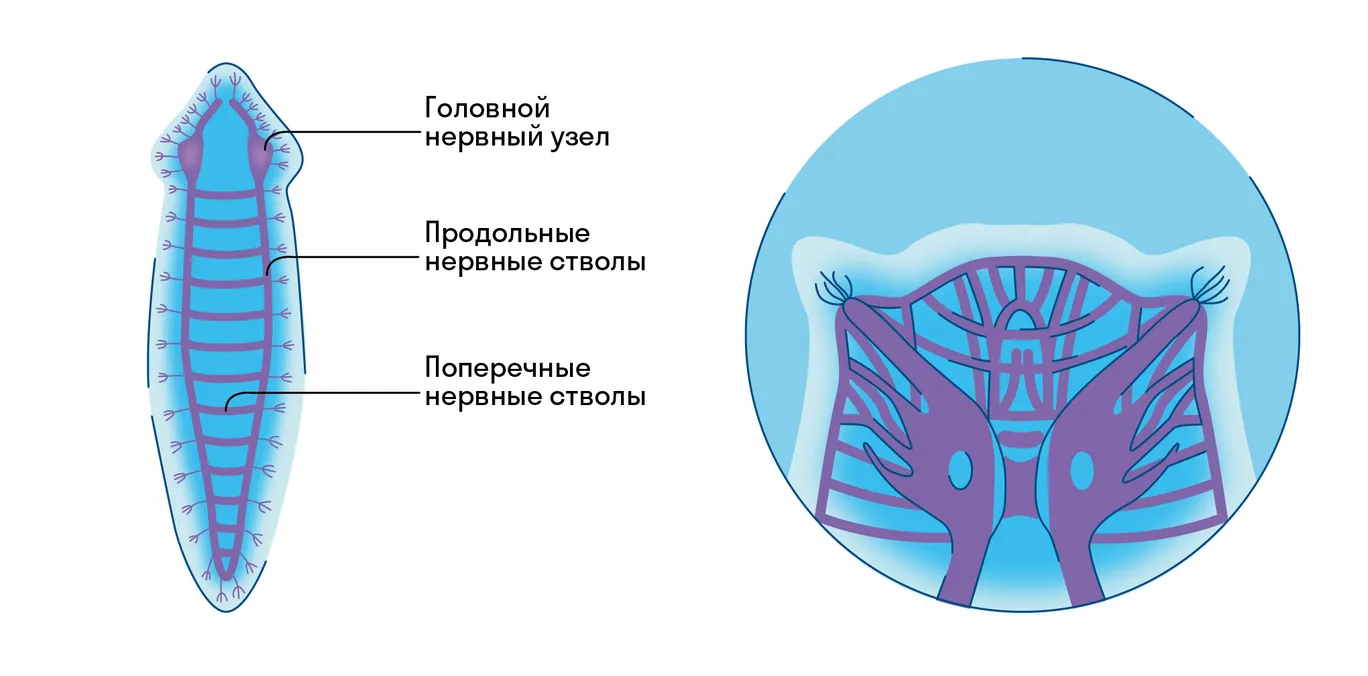 Нервная система плоских червей