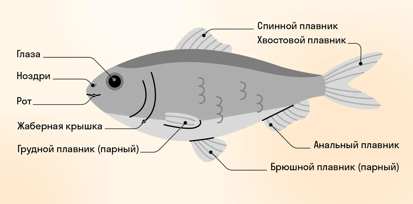 Строение рыбы