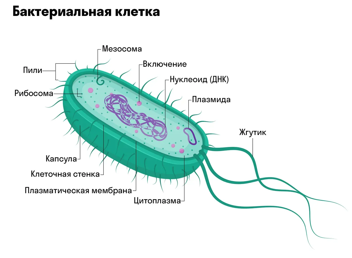 Строение прокариотической клетки