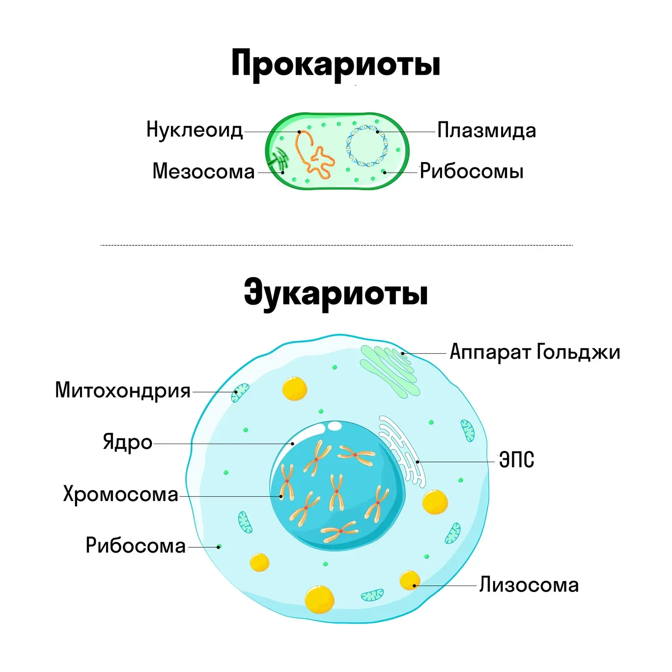 Строение клеток прокариотов и эукариотов