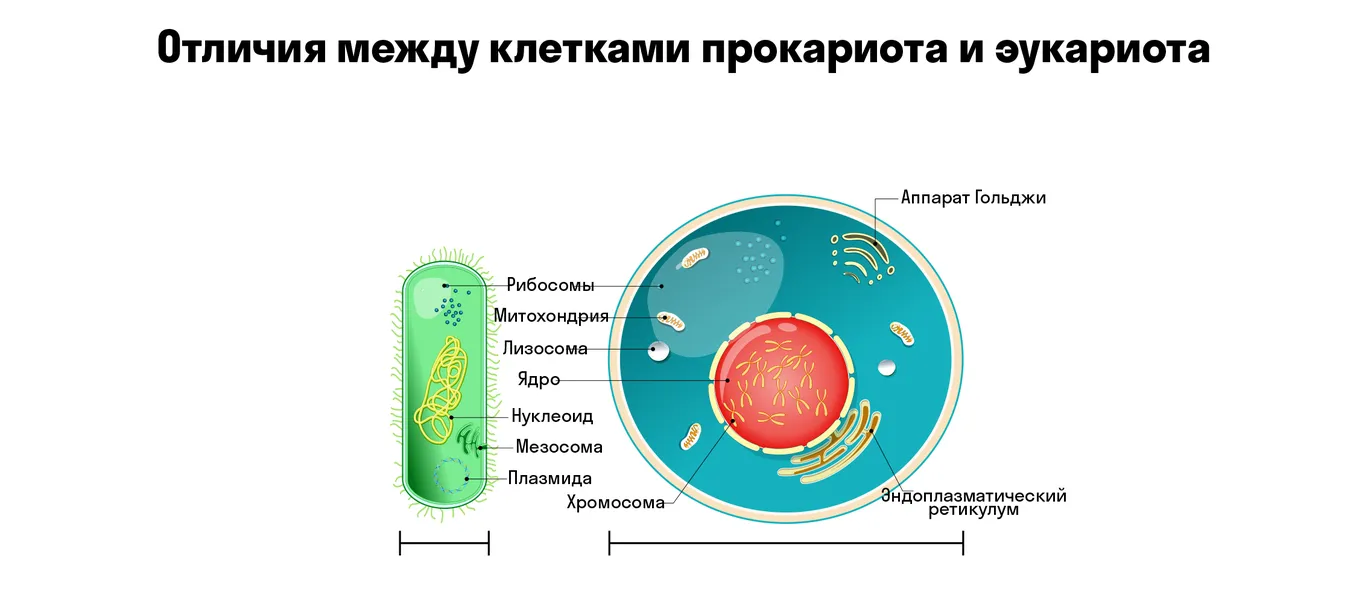 Отличия между клетками прокариотов и эукариотов