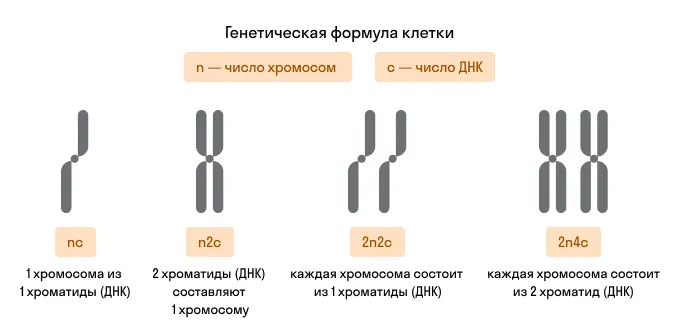 Генетическая формула клетки