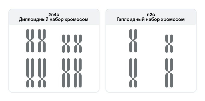 Диплоидный и гаплоидный наборы хромосом