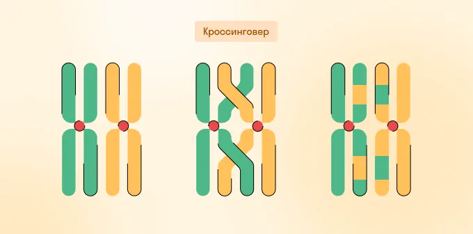 Кроссинговер