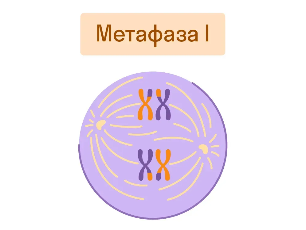 Метафаза I