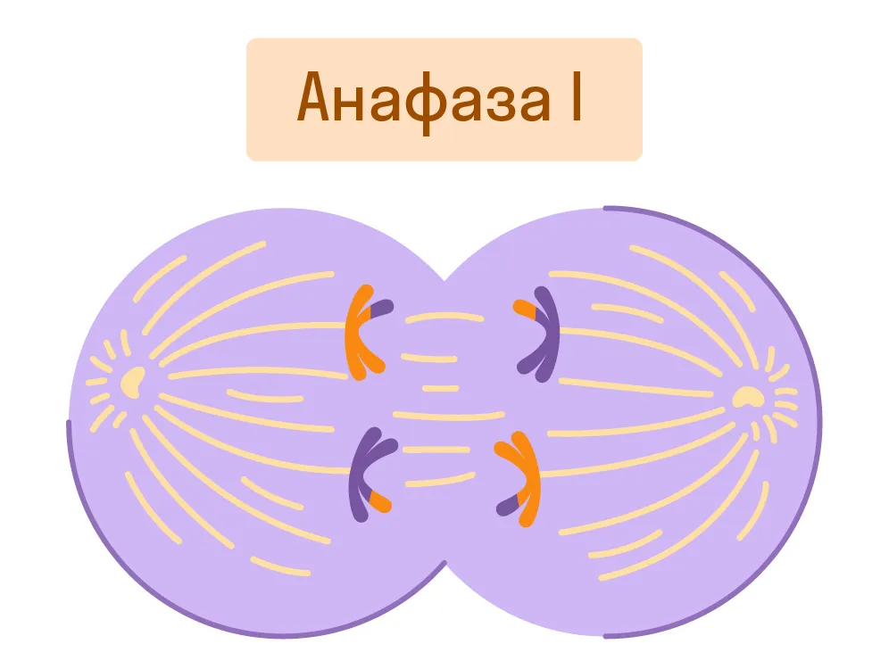 Анафаза I