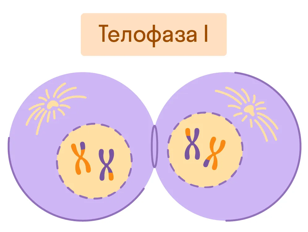 Телофаза I