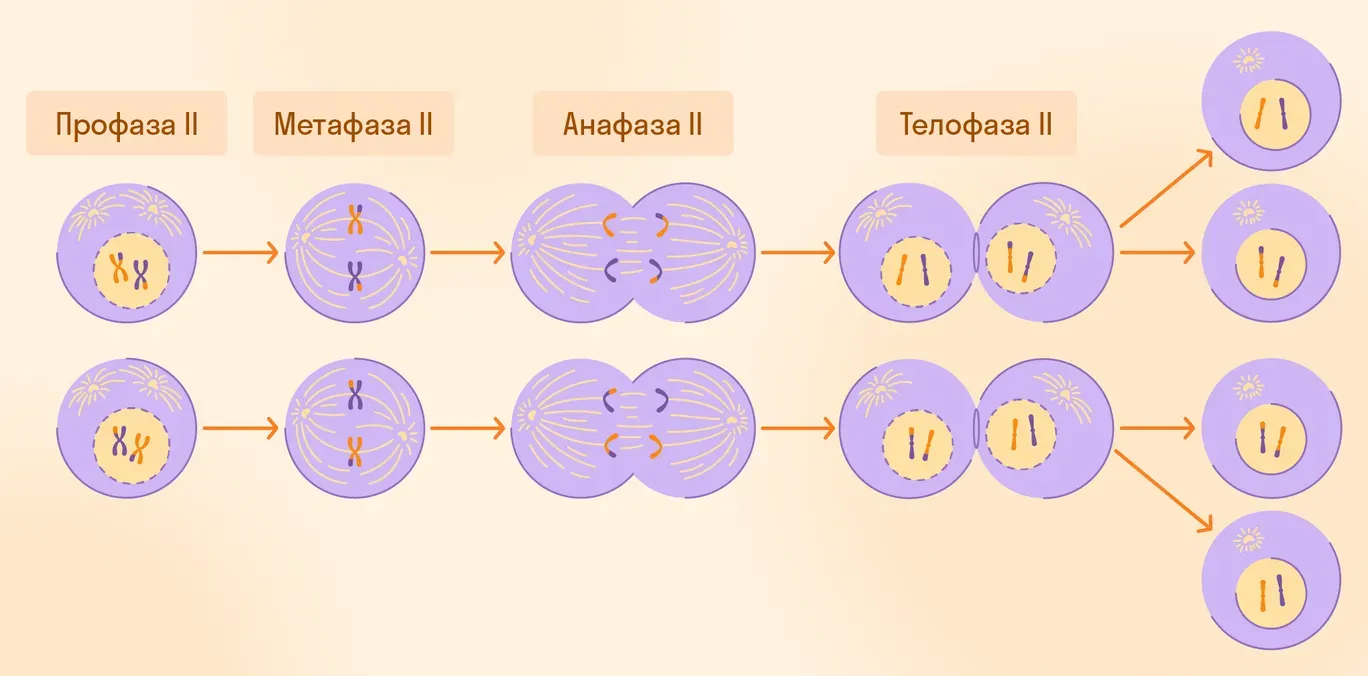 Мейоз II