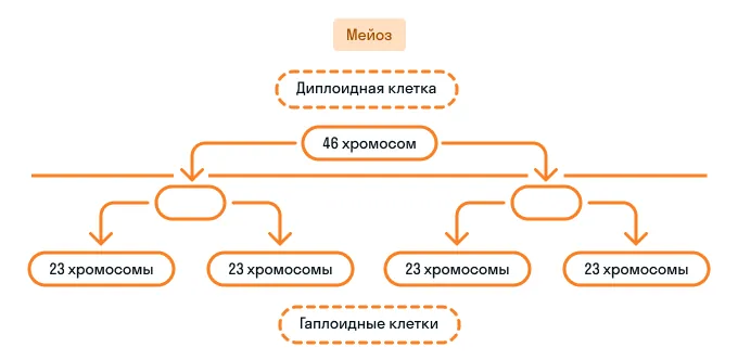 Процесс мейоза