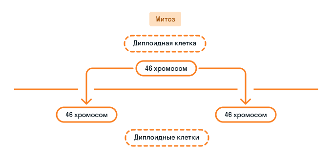 Процесс митоза