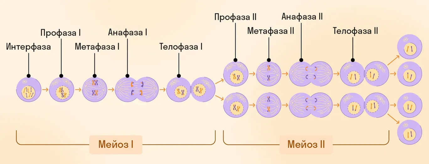 Фазы мейоза