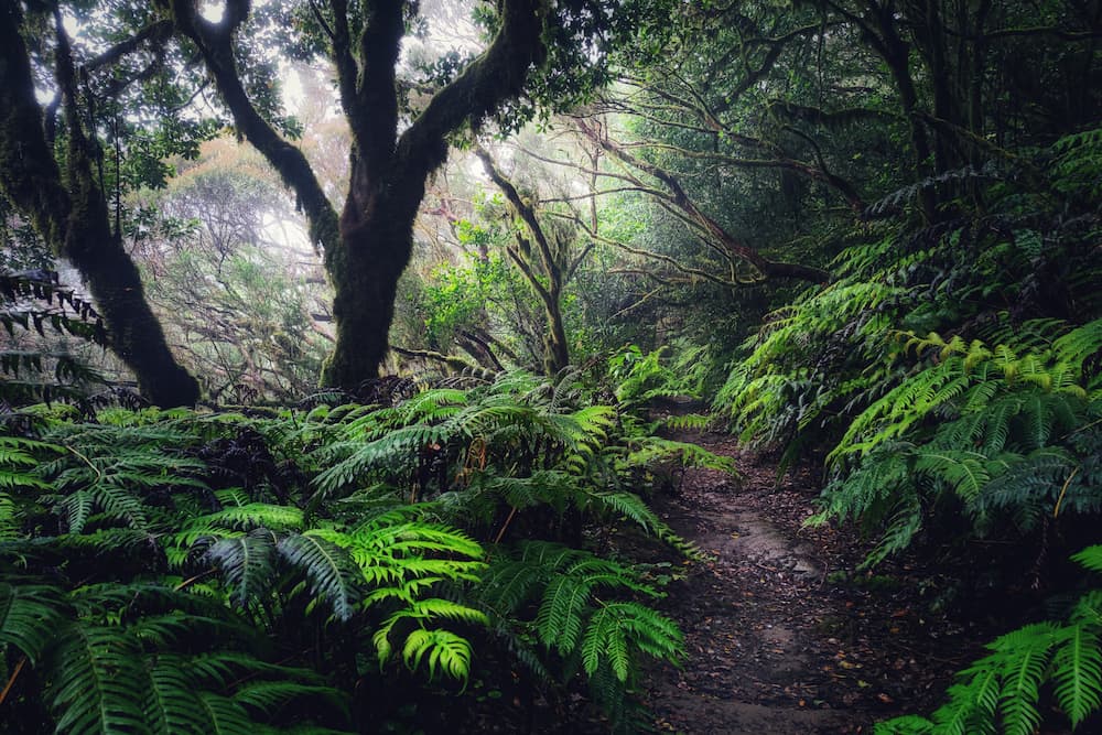 Субтропический лес на Канарских островах, Испания