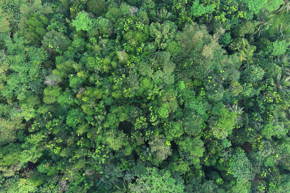 Тропический лес, Индонезия