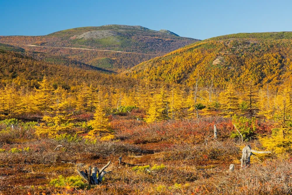 Осень в лесотундре, Магадан