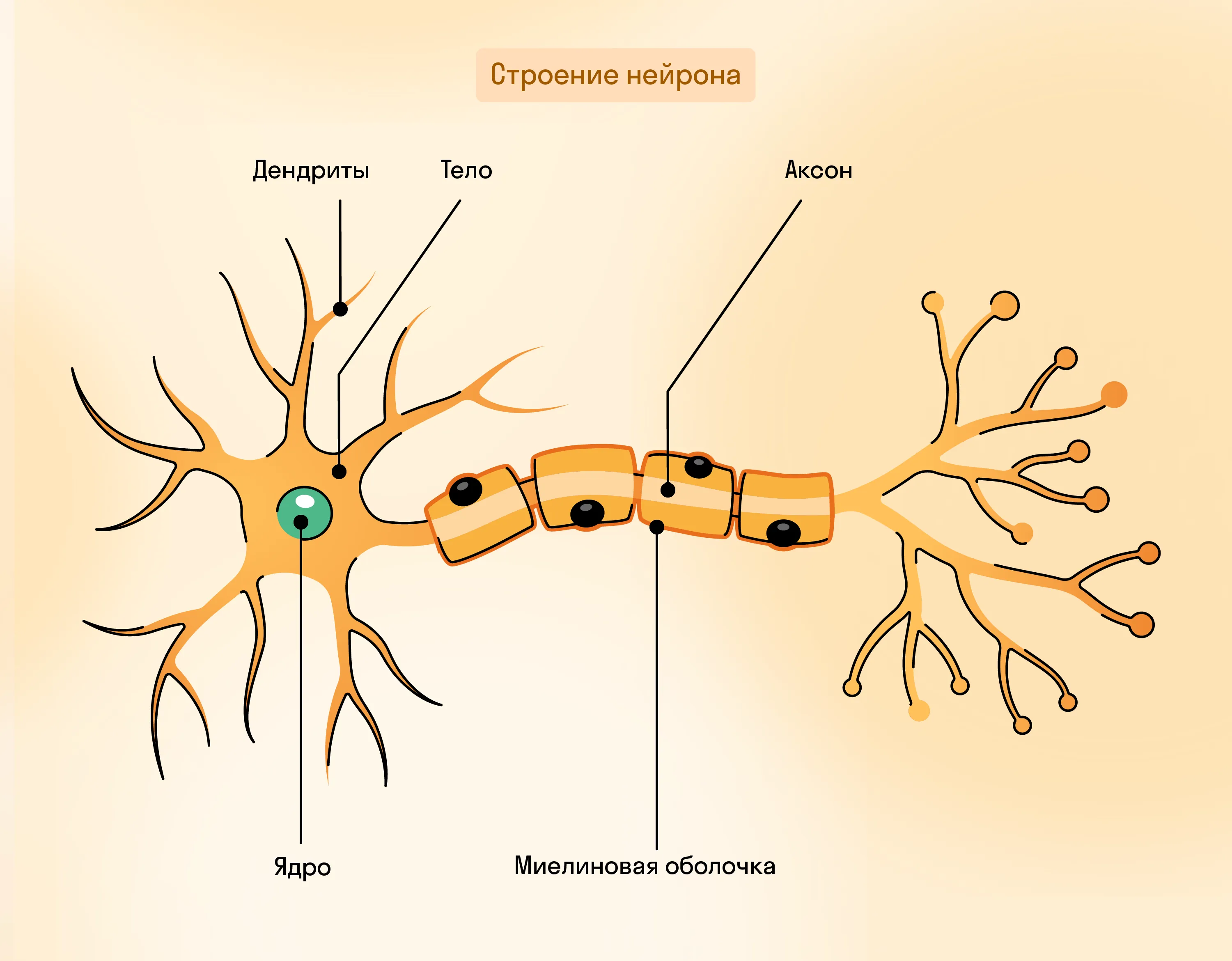 Строение нейрона