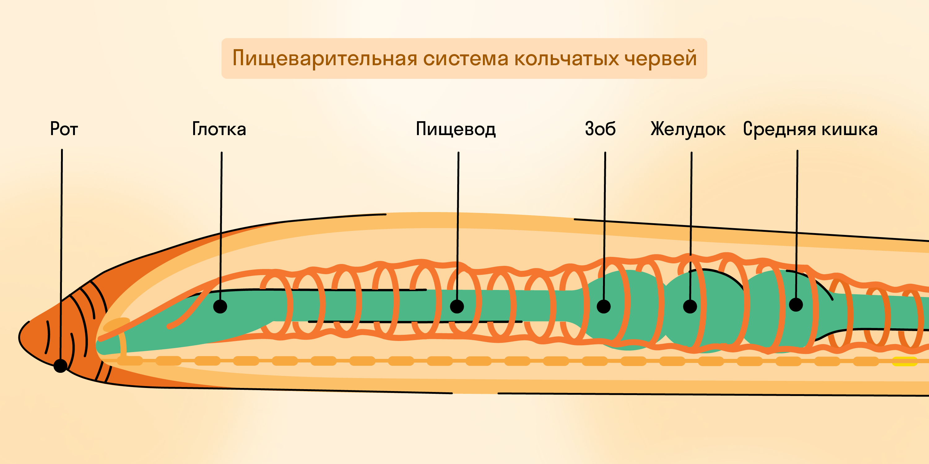 Пищеварительная система кольчатых червей