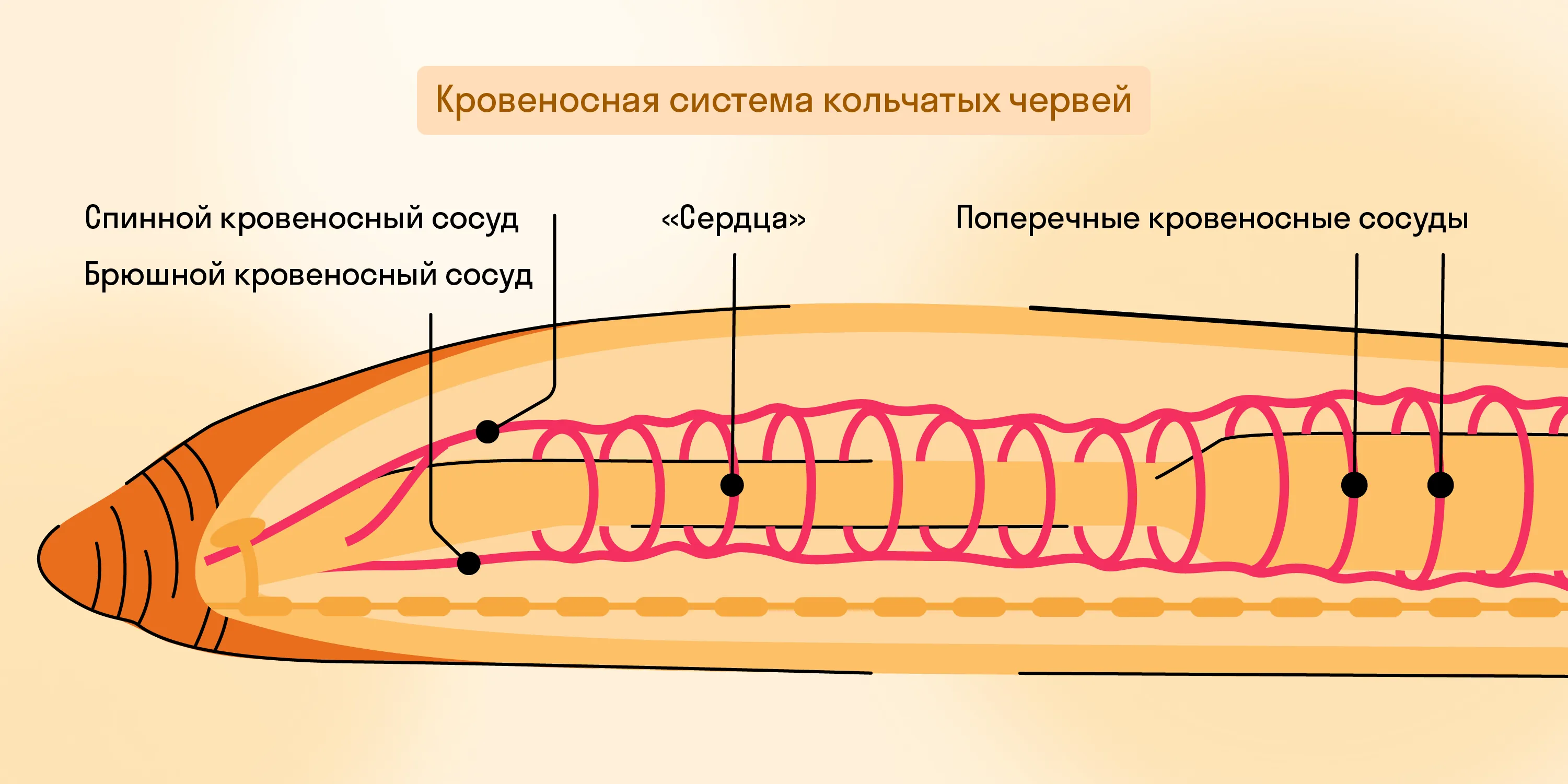 Кровеносная система кольчатых червей