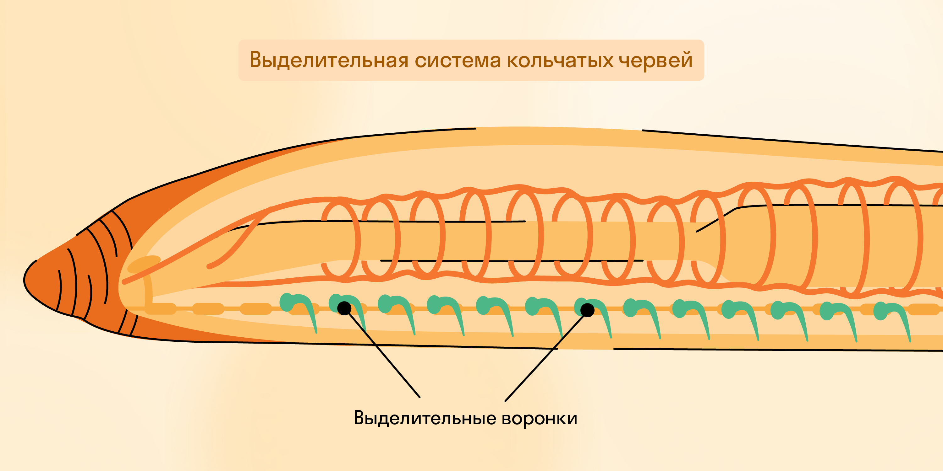 Выделительная система кольчатых червей